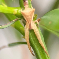 Sidymella trapezia at Darlington, NSW - 20 Jan 2024 05:34 PM