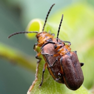 Poneridia (Genus) at suppressed - 20 Jan 2024 05:38 PM