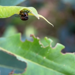 Poneridia (Genus) at suppressed - suppressed