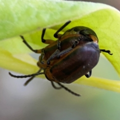 Poneridia (Genus) at suppressed - 20 Jan 2024 05:38 PM