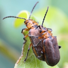 Poneridia (Genus) at suppressed - suppressed