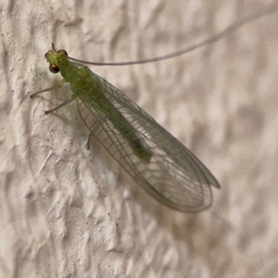 Unidentified Green Lacewing (Chrysopidae) at Darlington, NSW - 20 Jan 2024 by Hejor1