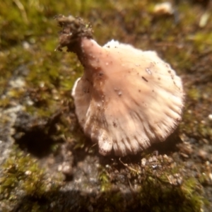 Podoscypha petalodes at Cooma, NSW - 20 Jan 2024