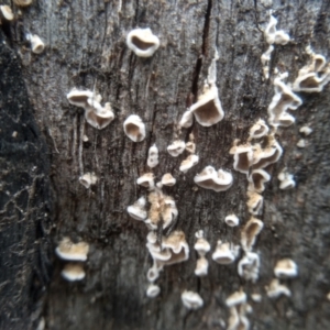 Stereum sp. at Cooma North Ridge Reserve - 20 Jan 2024