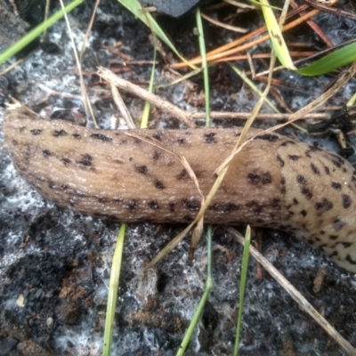 Limax maximus (Leopard Slug, Great Grey Slug) at Cooma North Ridge Reserve - 20 Jan 2024 by mahargiani