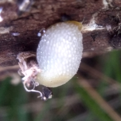 Arion intermedius (Hedgehog Slug) at Cooma North Ridge Reserve - 20 Jan 2024 by mahargiani