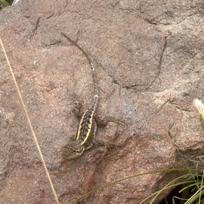 Diporiphora nobbi (Nobbi Dragon) at Cooma North Ridge Reserve - 20 Jan 2024 by mahargiani