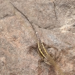 Diporiphora nobbi at Cooma North Ridge Reserve - 20 Jan 2024 02:51 PM