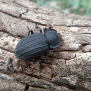 Byallius sp. (genus) at Cooma North Ridge Reserve - 20 Jan 2024 02:58 PM