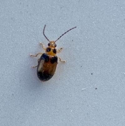 Monolepta sp. (genus) (Leaf beetle) at Jerrabomberra, NSW - 19 Jan 2024 by SteveBorkowskis