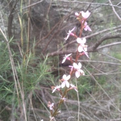 Stylidium (genus) (Trigger Plant) at Cooma North Ridge Reserve - 20 Jan 2024 by mahargiani