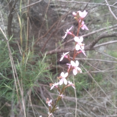 Stylidium sp. (Trigger Plant) at Cooma North Ridge Reserve - 20 Jan 2024 by mahargiani