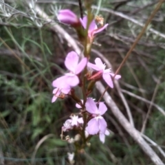 Stylidium sp. at Cooma North Ridge Reserve - 20 Jan 2024 03:14 PM