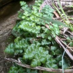 Pleurosorus rutifolius (Blanket Fern) at Cooma, NSW - 20 Jan 2024 by mahargiani