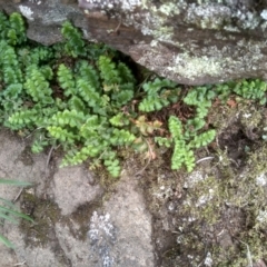 Pleurosorus rutifolius at Cooma North Ridge Reserve - 20 Jan 2024