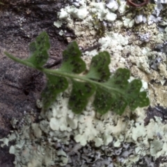 Asplenium subglandulosum at Cooma North Ridge Reserve - 20 Jan 2024