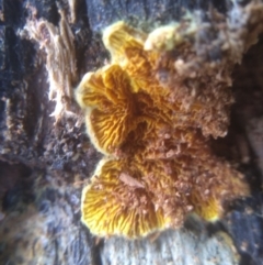 Schizophyllum commune at Cooma North Ridge Reserve - 20 Jan 2024 03:37 PM