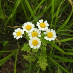 Tanacetum parthenium (Feverfew) at Lions Youth Haven - Westwood Farm - 20 Jan 2024 by HelenCross