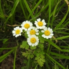 Tanacetum parthenium (Feverfew) at Kambah, ACT - 20 Jan 2024 by HelenCross