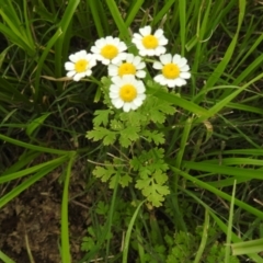 Tanacetum parthenium at Lions Youth Haven - Westwood Farm A.C.T. - 20 Jan 2024