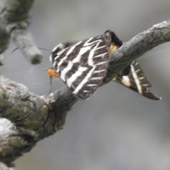 Comocrus behri (Mistletoe Day Moth) at Lions Youth Haven - Westwood Farm - 20 Jan 2024 by HelenCross