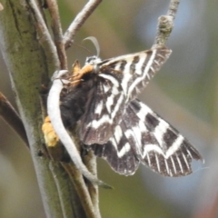 Comocrus behri at Lions Youth Haven - Westwood Farm A.C.T. - 20 Jan 2024 06:07 PM