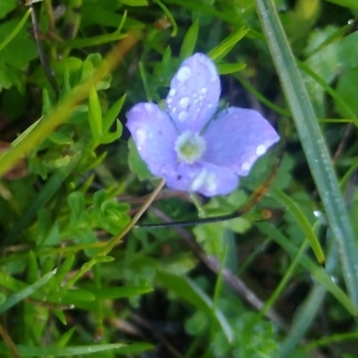 Veronica subtilis (Slender Speedwell) at Nurenmerenmong, NSW - 10 Jan 2024 by MaartjeSevenster