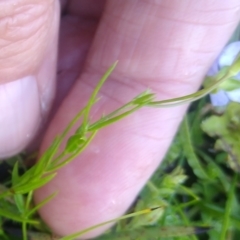 Veronica subtilis at The Tops at Nurenmerenmong - 11 Jan 2024