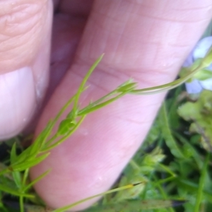 Veronica subtilis at The Tops at Nurenmerenmong - 11 Jan 2024