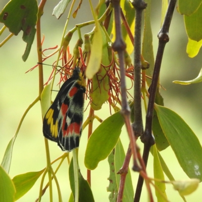 Delias harpalyce (Imperial Jezebel) at Lions Youth Haven - Westwood Farm - 20 Jan 2024 by HelenCross