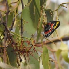 Delias harpalyce at Lions Youth Haven - Westwood Farm A.C.T. - 20 Jan 2024 06:12 PM