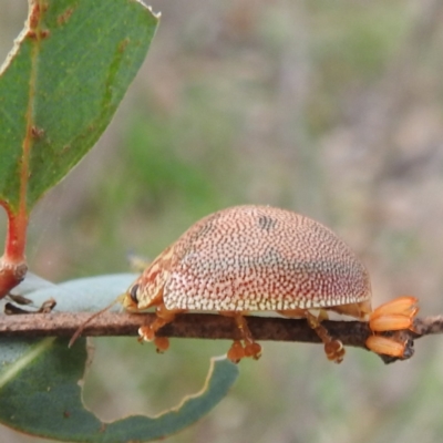 Paropsis atomaria (Eucalyptus leaf beetle) at Lions Youth Haven - Westwood Farm - 20 Jan 2024 by HelenCross