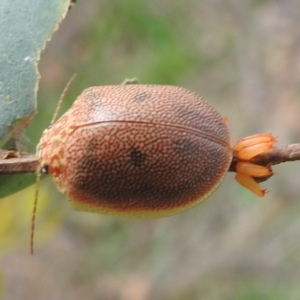 Paropsis atomaria at Lions Youth Haven - Westwood Farm A.C.T. - 20 Jan 2024