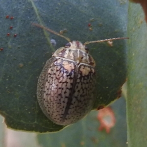 Paropsisterna sp. (genus) at Lions Youth Haven - Westwood Farm A.C.T. - 20 Jan 2024