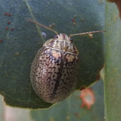 Paropsisterna sp. (genus) (A leaf beetle) at Lions Youth Haven - Westwood Farm - 20 Jan 2024 by HelenCross