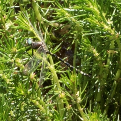 Synthemis eustalacta (Swamp Tigertail) at Glen Allen, NSW - 17 Jan 2024 by AlisonMilton