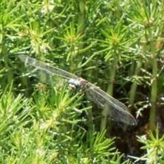 Synthemis eustalacta at Glen Allen, NSW - 18 Jan 2024