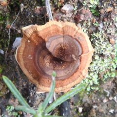 Coltricia sp. at McQuoids Hill - 20 Jan 2024 by HelenCross