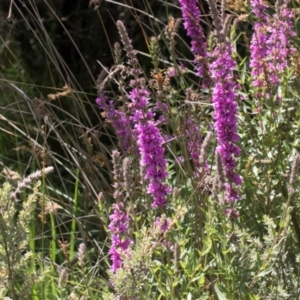 Lythrum salicaria at Glen Allen, NSW - 18 Jan 2024 10:32 AM