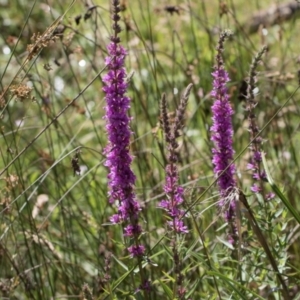 Lythrum salicaria at Glen Allen, NSW - 18 Jan 2024 10:32 AM