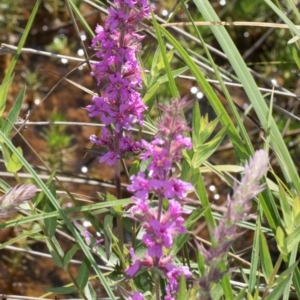 Lythrum salicaria at Glen Allen, NSW - 18 Jan 2024 10:32 AM