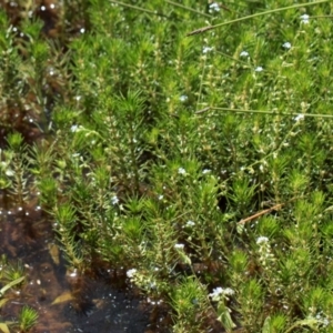 Myriophyllum sp. at Glen Allen, NSW - 18 Jan 2024