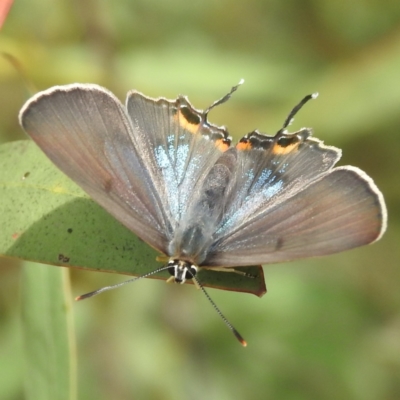 Jalmenus ictinus (Stencilled Hairstreak) at McQuoids Hill - 20 Jan 2024 by HelenCross