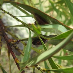 Jalmenus ictinus at McQuoids Hill - 20 Jan 2024 10:14 AM