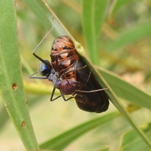 Jalmenus ictinus at McQuoids Hill - 20 Jan 2024 10:14 AM