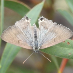 Jalmenus ictinus at McQuoids Hill - 20 Jan 2024