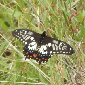 Papilio anactus at McQuoids Hill - 20 Jan 2024
