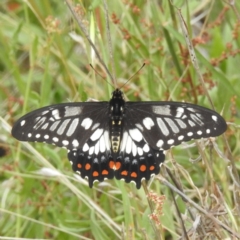 Papilio anactus at McQuoids Hill - 20 Jan 2024 10:42 AM