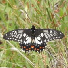 Papilio anactus at McQuoids Hill - 20 Jan 2024