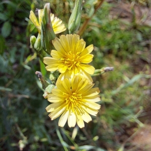 Lactuca serriola at Mount Majura - 20 Jan 2024 10:27 AM